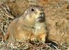 Black-tailed Prairie Dog (Cynomys ludovicianus)1515