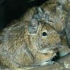 Degu (Octodon degus)12