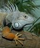 Green Iguana (Iguana iguana)1300