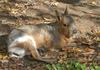 Mara or Patagonian Cavy (Dolichotis patagonum)1509