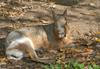 Mara or Patagonian Cavy (Dolichotis patagonum)1510