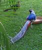 My Amherst Pheasant - Lady Amherst's pheasant (Chrysolophus amherstiae)