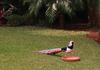 My Lady Amherst Pheasant (Male) - Lady Amherst's pheasant (Chrysolophus amherstiae)