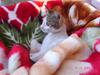cute kitten