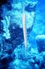 Caribbean Trumpetfish (Aulostomus maculatus)