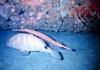 Caribbean Trumpetfish (Aulostomus maculatus)