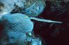 Caribbean Trumpetfish (Aulostomus maculatus)