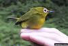 African Yellow White-eye (Zosterops senegalensis)