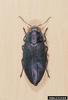 Steelblue Jewel Beetle (Melanophila cyanea)