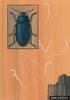 Steelblue Jewel Beetle artwork (Phaenops cyanea)