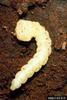 Steelblue Jewel Beetle larva (Phaenops cyanea)