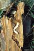 Steelblue Jewel Beetle larva (Phaenops cyanea)