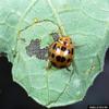 Squash Lady Beetle (Epilachna borealis)