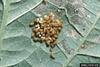 Mexican Bean Beetle eggs (Epilachna varivestis)