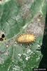 Mexican Bean Beetle larva (Epilachna varivestis)