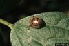 Mexican Bean Beetle (Epilachna varivestis)