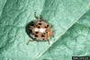 Mexican Bean Beetle (Epilachna varivestis)