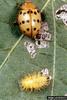 Mexican Bean Beetle (Epilachna varivestis)