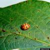 Mexican Bean Beetle (Epilachna varivestis)