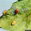 Mexican Bean Beetle (Epilachna varivestis)