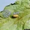 Mexican Bean Beetle larva (Epilachna varivestis)