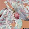 Mexican Bean Beetle (Epilachna varivestis)