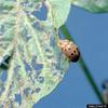 Mexican Bean Beetle (Epilachna varivestis)