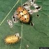 Mexican Bean Beetle larva (Epilachna varivestis)