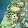 Mexican Bean Beetle (Epilachna varivestis)