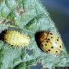 Mexican Bean Beetle (Epilachna varivestis)