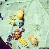 Mexican Bean Beetle (Epilachna varivestis)