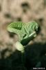 Silverleaf Whitefly (Bemisia argentifolii)