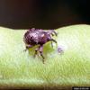 Cowpea Curculio (Chalcodermus aeneus)