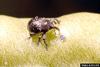 Cowpea Curculio (Chalcodermus aeneus)
