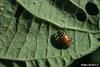 Convergent Lady Beetle (Hippodamia convergens)