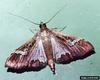 Bean Pod Borer (Maruca vitrata)