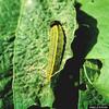 Long-tailed Skipper caterpillar (Urbanus proteus)