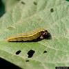 Long-tailed Skipper caterpillar (Urbanus proteus)