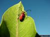 Red Milkweed Beetle (Tetraopes tetraopthalmus)