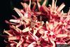 Red Milkweed Beetle (Tetraopes tetrophthalmus)