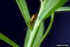 Brown Dot Leafy Spurge Flea Beetle (Aphthona cyparissiae)