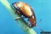 Brown Dot Leafy Spurge Flea Beetle (Aphthona cyparissiae)