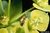 Brown Dot Leafy Spurge Flea Beetle (Aphthona cyparissiae)