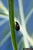 Black Leafy Spurge Flea Beetle (Aphthona czwalinae)