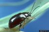 Black Leafy Spurge Flea Beetle (Aphthona czwalinae)