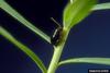 Black Leafy Spurge Flea Beetle (Aphthona czwalinae)