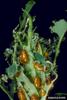 Copper Leafy Spurge Flea Beetle (Aphthona flava)