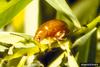 Copper Leafy Spurge Flea Beetle (Aphthona flava)