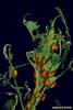 Copper Leafy Spurge Flea Beetle (Aphthona flava)