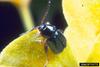 Brown-legged Spurge Flea Beetle (Aphthona lacertosa)